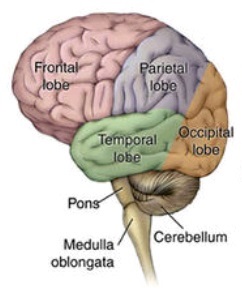 Brain parts